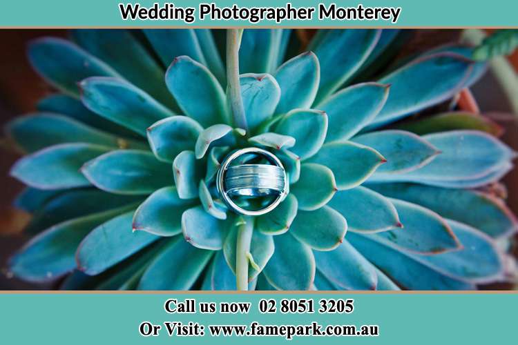 Photo of the wedding ring design at the top of the plant Monterey NSW 2217